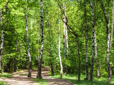 yeşil huş ağacı orman yolu