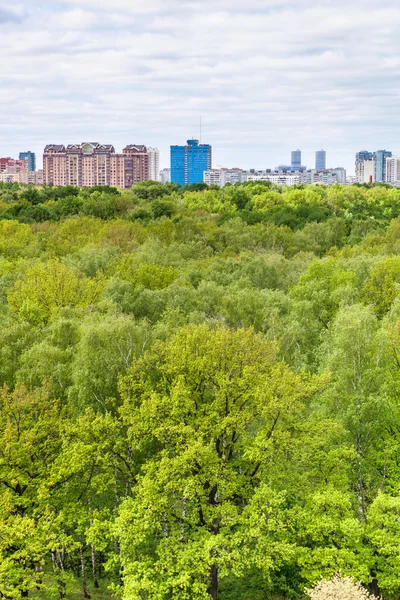 Eik en berken bomen in de zomer bos en stad — Stockfoto