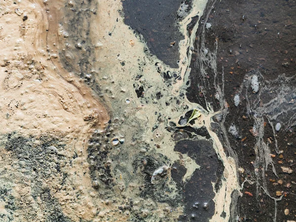 Pollen de bouleau dans l'eau de la flaque au printemps — Photo