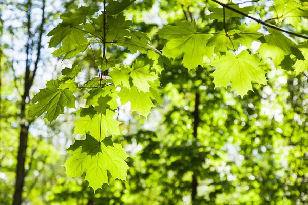 Green leaves of maple tree close up in forest — Stock Photo, Image