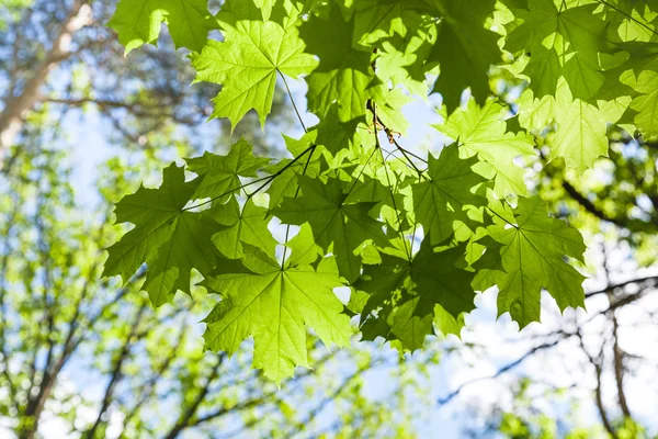 Rama de arce con hojas verdes y cielo azul — Foto de Stock