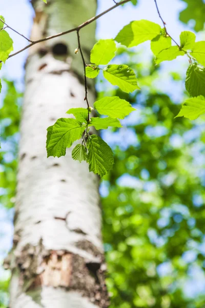 林中白桦树的绿叶 — 图库照片