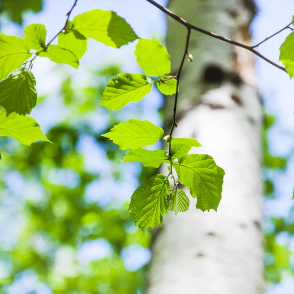 春季白桦树的幼绿叶 — 图库照片