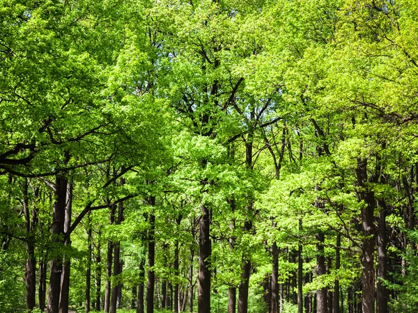 Eiken in het groene woud — Stockfoto