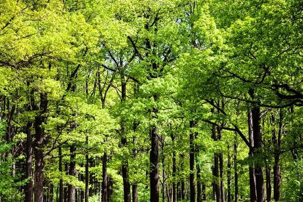 Oak grove in green forest — Stock Photo, Image