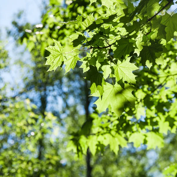 Maple tree leaves close up in green forest — Stock Photo, Image