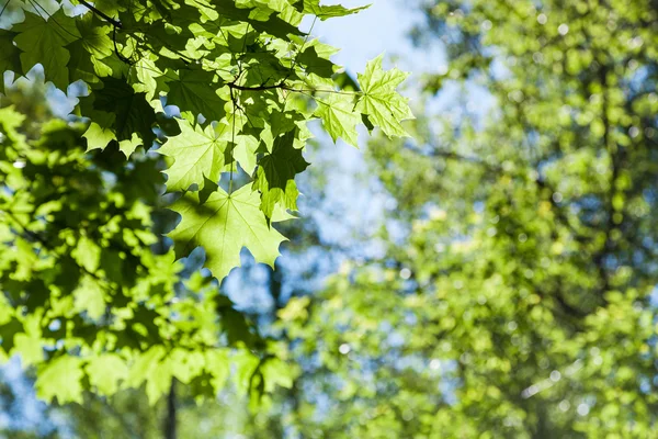 Maple tree leaves close up and green woods — Stock Photo, Image