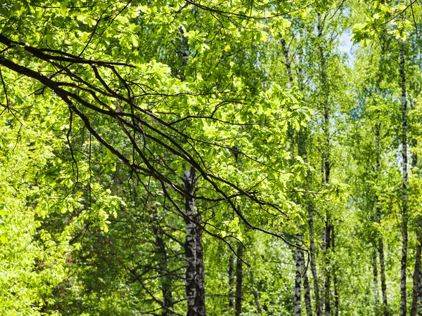 绿色森林中的橡树枝和白桦树 — 图库照片