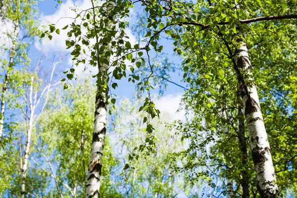 Abedules con hojas verdes en el bosque —  Fotos de Stock