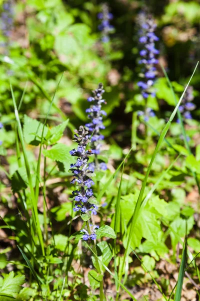 Floração azul de Pulmonaria (mosto) na primavera — Fotografia de Stock