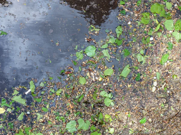 Feuilles de bouleau, chatons et pollen dans la flaque — Photo