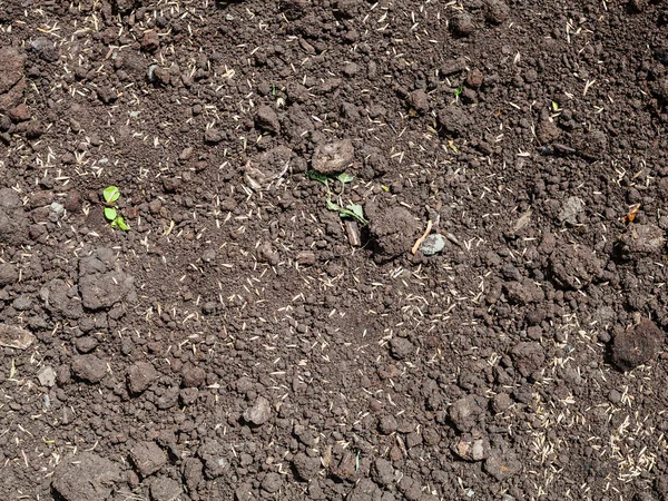 Sowing grass seeds in loosened soil of lawn — Stock Photo, Image