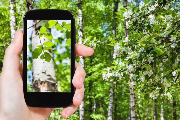 Naturalist foto's bladeren van berkenbomen — Stockfoto