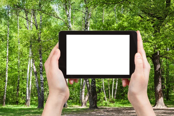 Naturalist photographs oak and birches in forest — Stock Photo, Image