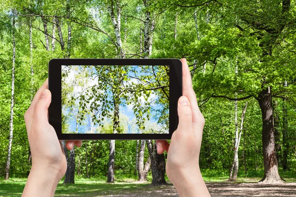 Naturalist photographs birch tree twig in forest — Stock Photo, Image