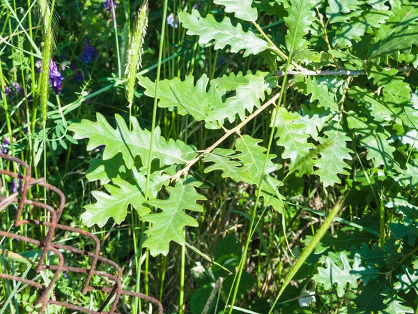 Young oak tree twig — Stock Photo, Image