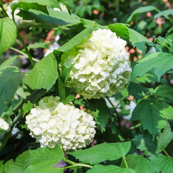 Flores de hortênsia branca — Fotografia de Stock