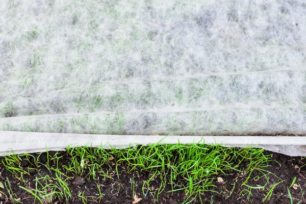 Sprouts of young green grass under nonwoven fabric — Stock Photo, Image
