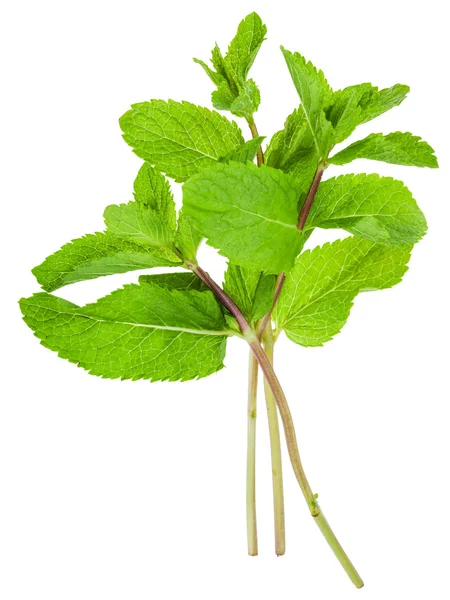 Ranting hijau segar mint (Peppermint) terisolasi — Stok Foto