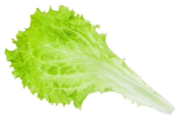 Färska gröna blad sallad isolerade — Stockfoto