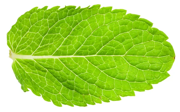 Zielony liść mięty (Peppermint) na białym tle — Zdjęcie stockowe
