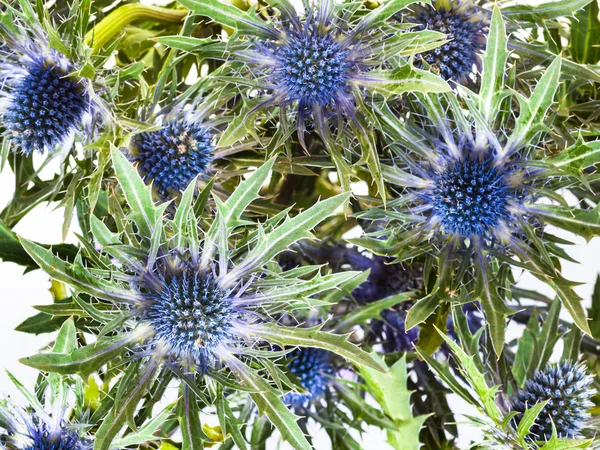 Fent nézetben a kék bogáncs (eryngium) virágok — Stock Fotó