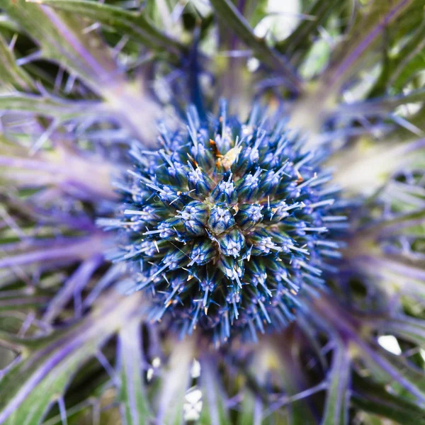 Fresco azul cardo (eryngium) flor de perto — Fotografia de Stock