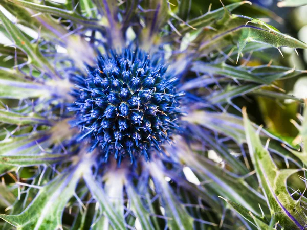 Niebieski Kwiat ostu (Mikołajek) z bliska — Zdjęcie stockowe