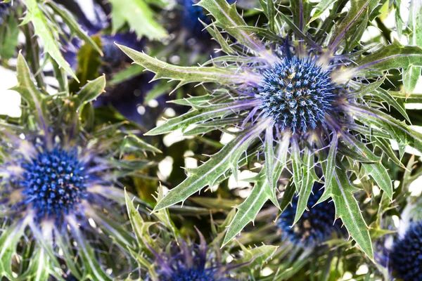 Arka plan mavi Thistle (eryngium) çiçekleri — Stok fotoğraf