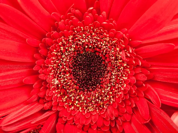 Black center of red gerbera flower close up — Stock Photo, Image