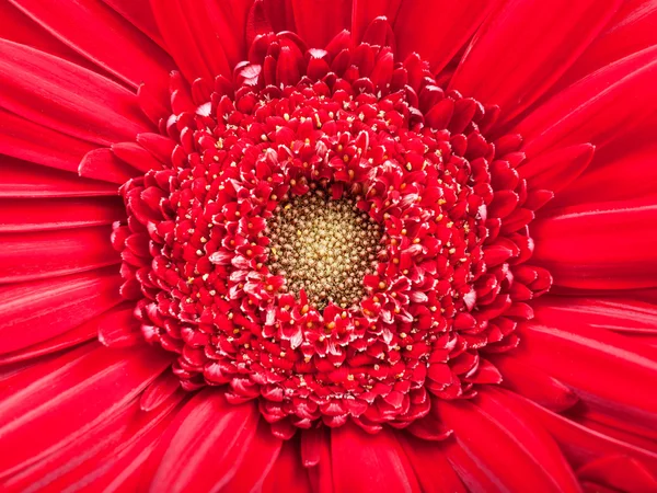 Yellow center of red gerbera flower close up — Stock Photo, Image