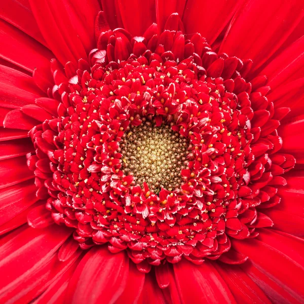 Yellow center of red gerbera bloom close up — Stock Photo, Image