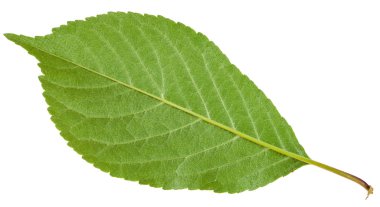 Prunus, arka yüzüne padus izole yaprak yeşil