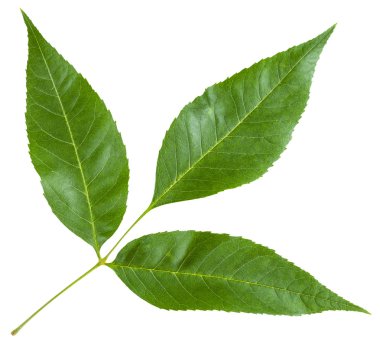 Fraxinus excelsior ağaç yeşil yaprakları ile dal