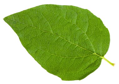 Hanımeli beyaz izole çalı yaprak yeşil