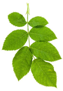 Rosa canina yeşil yaprakları ile dal