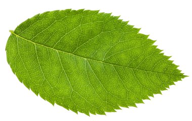 rosa canina (köpek-rose) izole yeşil yaprak