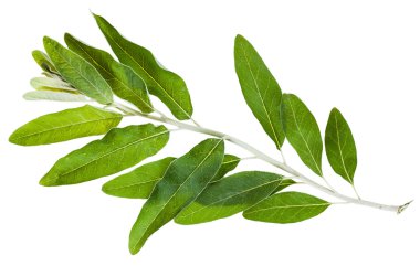 İğde angustifolia yeşil yaprakları ile dal
