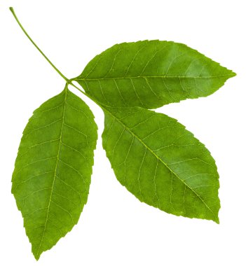 Fraxinus ornus yeşil yaprakları ile dal