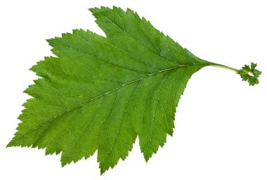 izole Crataegus sanguinea funda yaprak yeşil