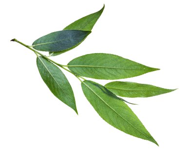 Söğüt dalı yeşil yaprakları (sırt yan) ile