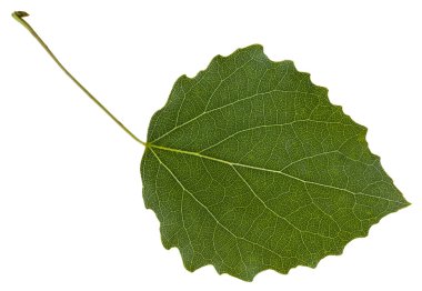 izole titrek kavak (Populus tremula) ağacının yaprak