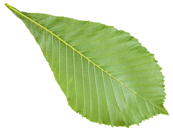 Face arrière de la feuille verte d'Esculus (châtaignier) — Photo