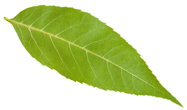 Обратная сторона зеленого листа дерева Fraxinus excelsior — стоковое фото