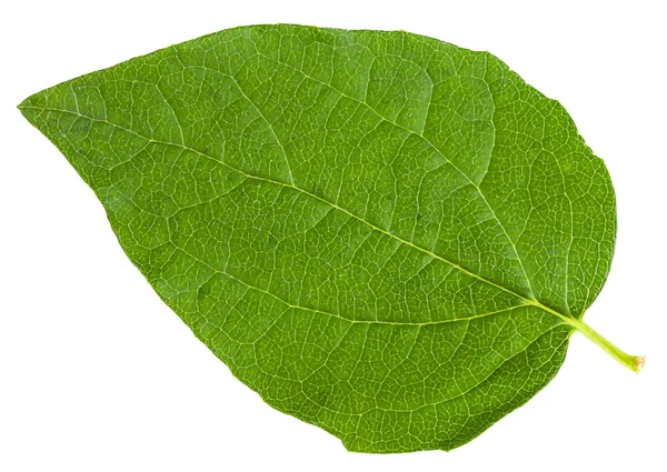 Hoja verde de arbusto madreselva aislado en blanco — Foto de Stock