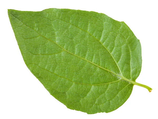 Parte posteriore di foglia verde di Caprifoglio Arbusto — Foto Stock