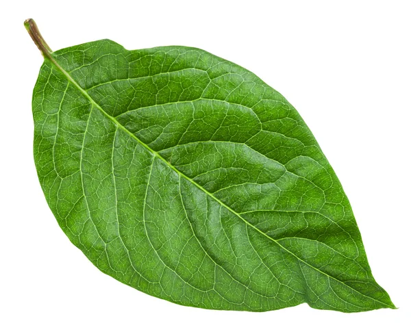 Grünes Blatt von Syringa josikaea (ungarischer Flieder)) — Stockfoto