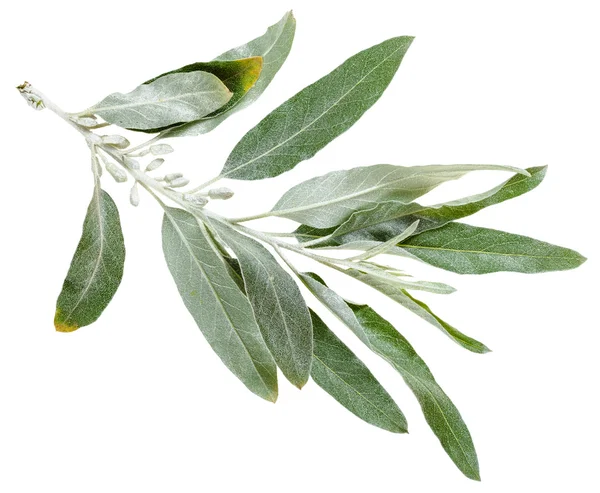 İğde angustifolia gümüş yaprakları ile dal — Stok fotoğraf