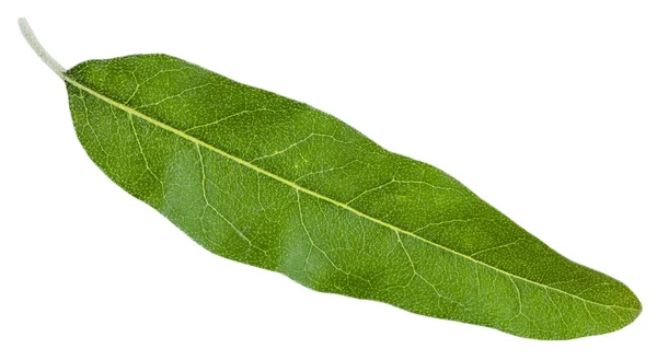 Hoja verde de Elaeagnus angustifolia aislada —  Fotos de Stock