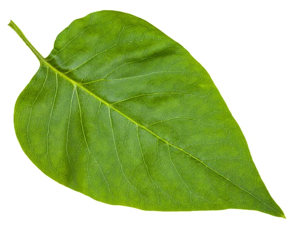Zielony liść Syringa vulgaris (Lilak) na białym tle — Zdjęcie stockowe
